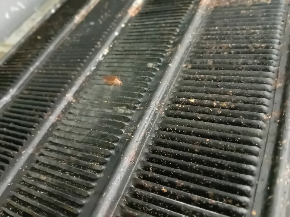 It also stated a there was a cockroach infestation