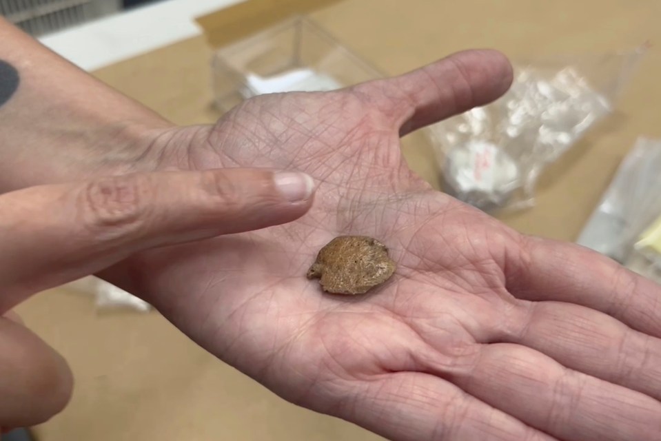 Researcher holding a small, smooth sloth fossil.