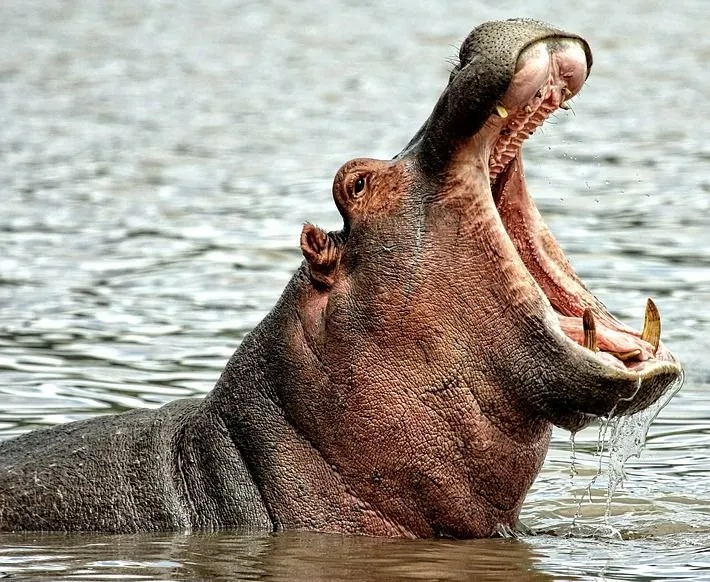 Hippopotamus with open mouth in water.