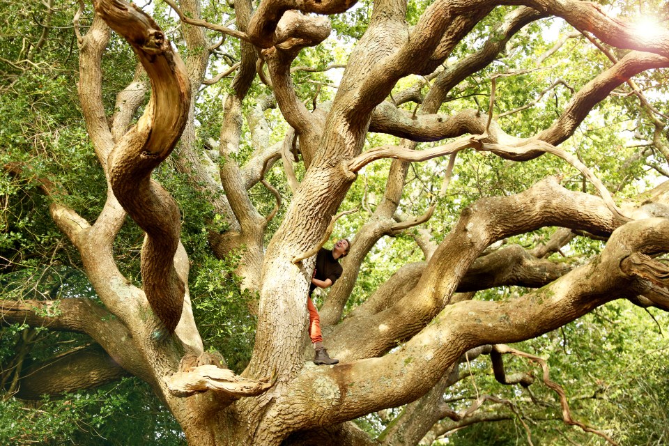 Person smiling while climbing a large, ancient tree in Kingley Vale, Sussex.