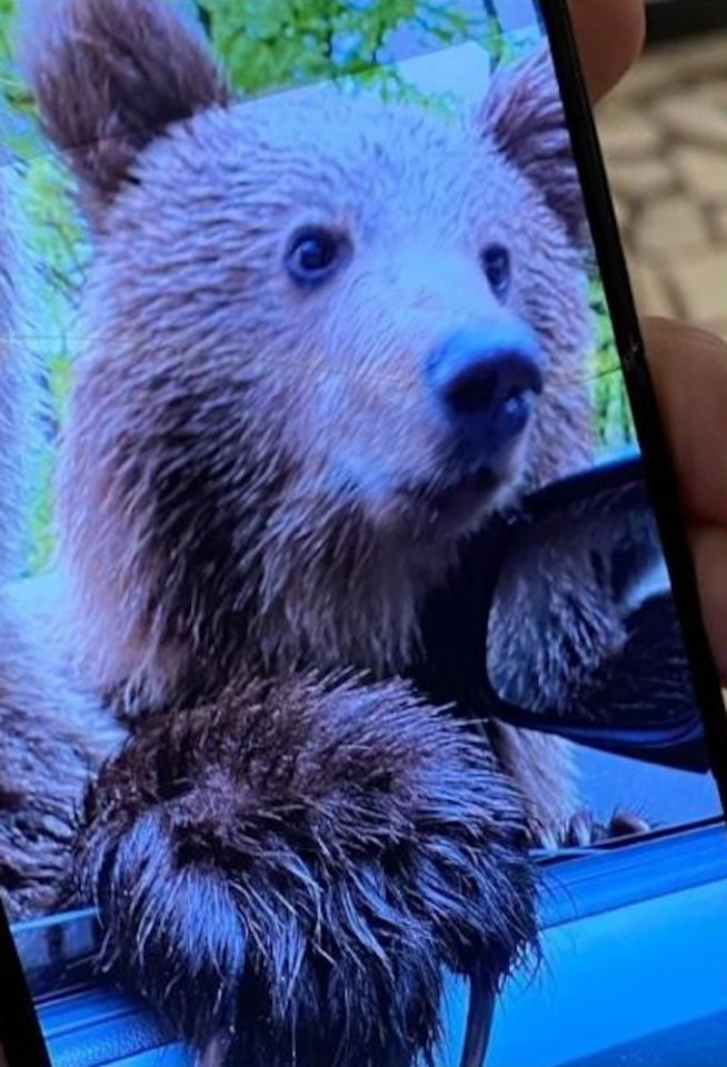 Bear mauling a British tourist in her car.