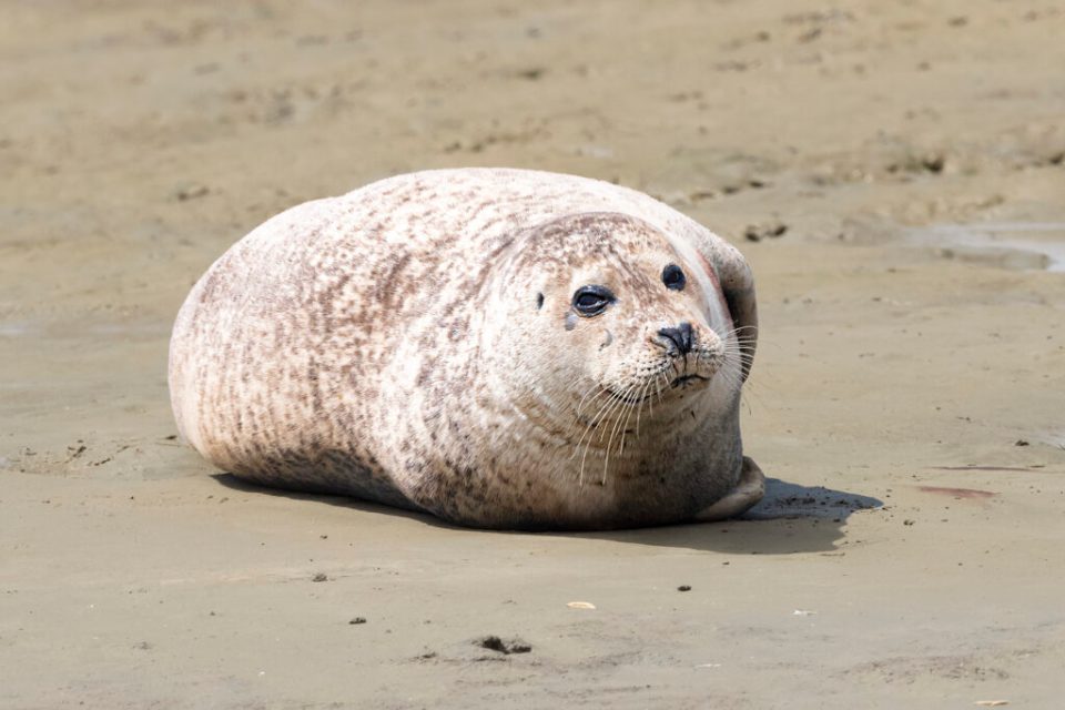 Harbor seal on the beach.