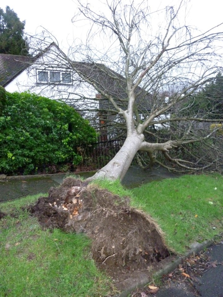 A mature Cherry tree felled by winds of 50-60mph overnight in Buckles Way, Nork, Banstead, Nr. Epsom, Surrey- 7/12/24 Damage to the metal fence of retired teachers living in Bungalow, as well as the verge at Buckles Way, hillside junction. BANSTEAD, SURREY -7/12/2024. Images show: PHOTOS BY: STEVE GILLETT / LIVEPIX CONTACT: LIVEPIX 07958 961 625 livepix@btinternet.com