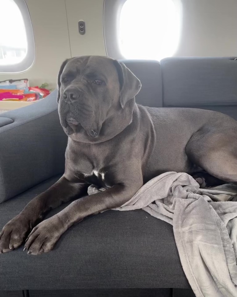 Large gray dog lying on a couch in a private jet.