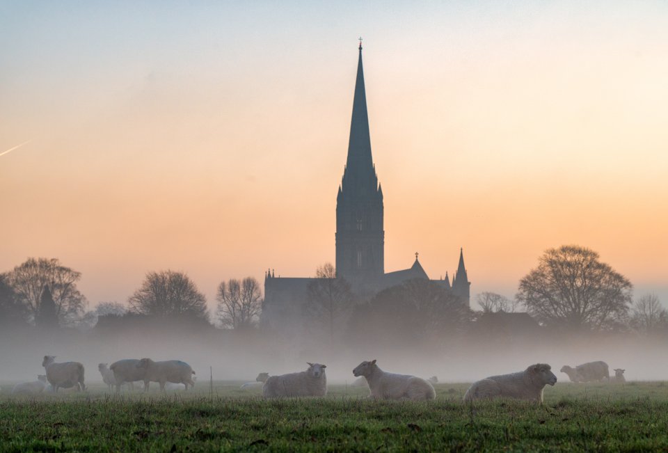 Sheep grazing in a foggy field at sunrise, with Salisbury Cathedral in the background.