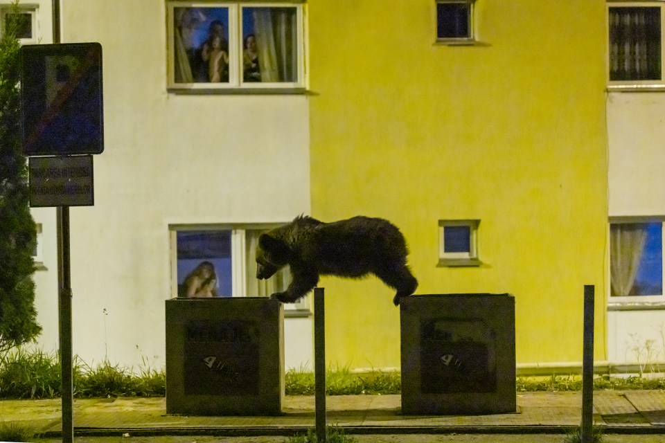 Young brown bear searching for food in residential trash cans at night.