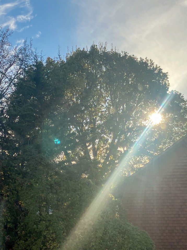 Large oak tree before felling.