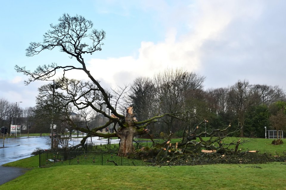 A large tree broken and uprooted by strong winds.