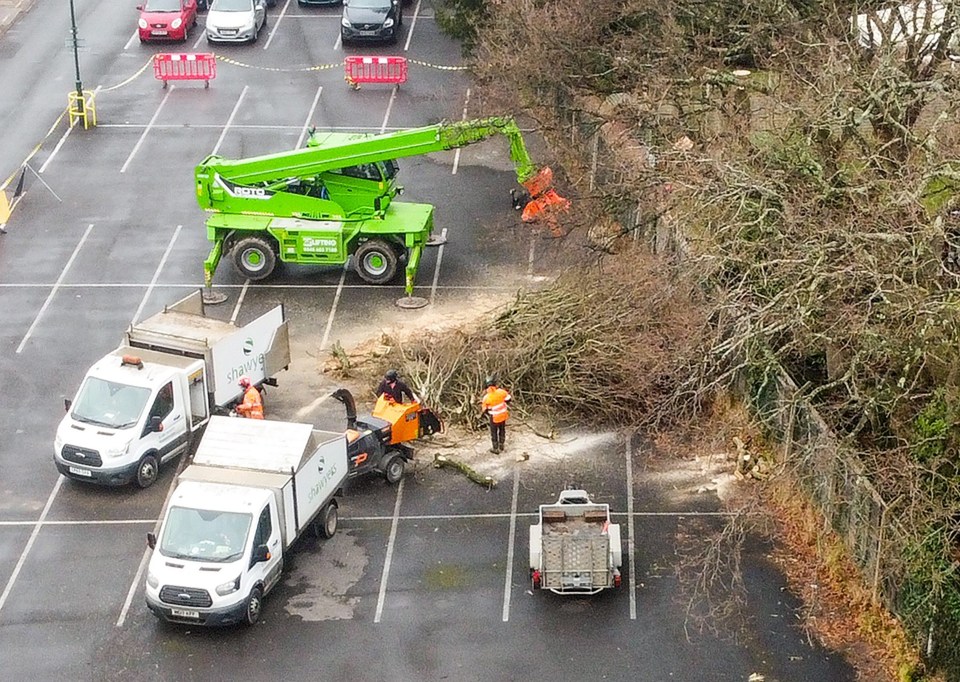 A large oak tree being felled in a parking lot.