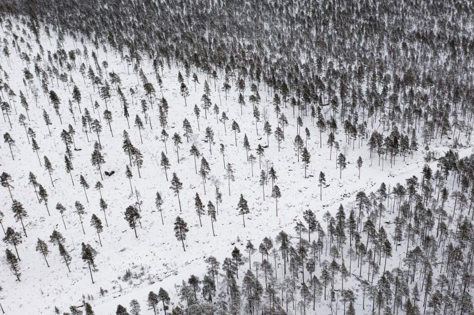 Aerial view of a snow-covered, partly logged forest.