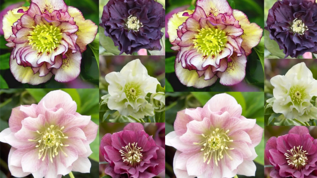Collage of hellebores in various colors.