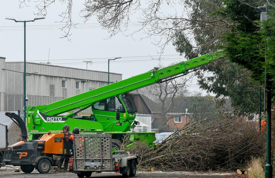 A large oak tree being felled by a crane in Fareham, Hants.