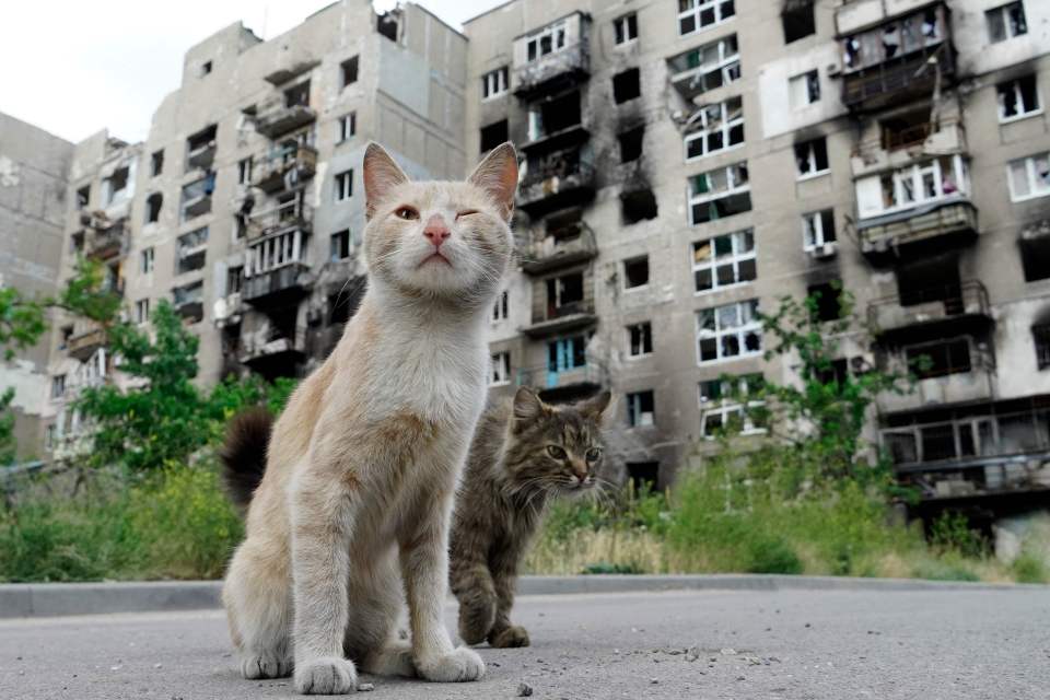 Two cats sitting in front of a destroyed building.