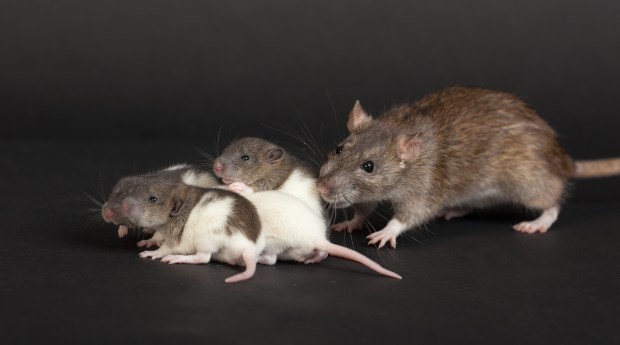 Mother rat with her babies on a black background.