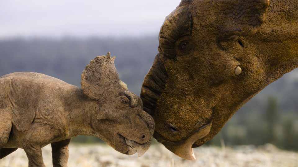 Illustration of an adult and baby pachyrhinosaurus nuzzling.