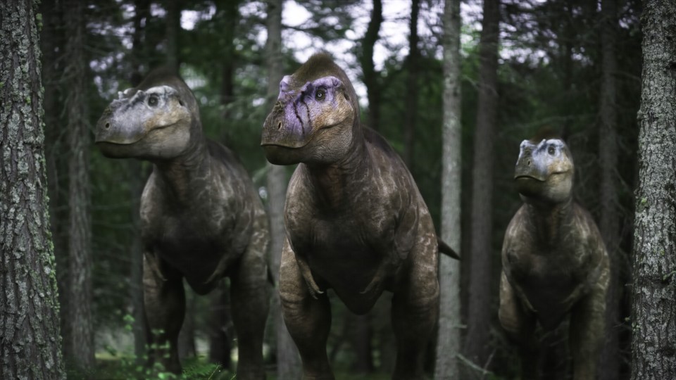 Illustration of three Albertosaurus dinosaurs in a forest.