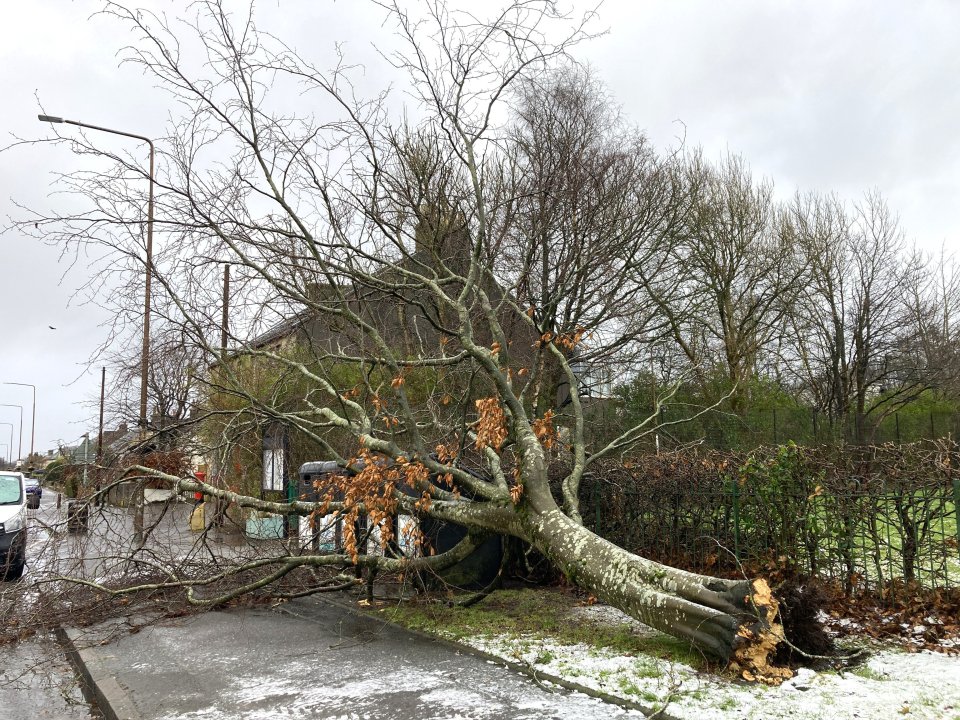 Large tree fallen across a street after a storm.