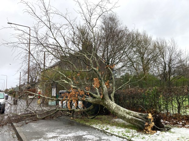 Large tree fallen across a street after a storm.