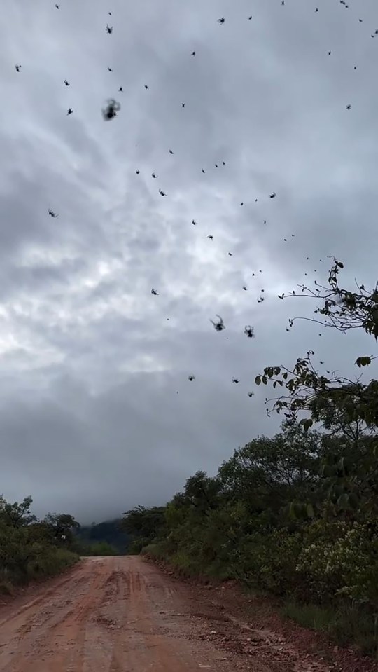 Many spiders flying over a dirt road.