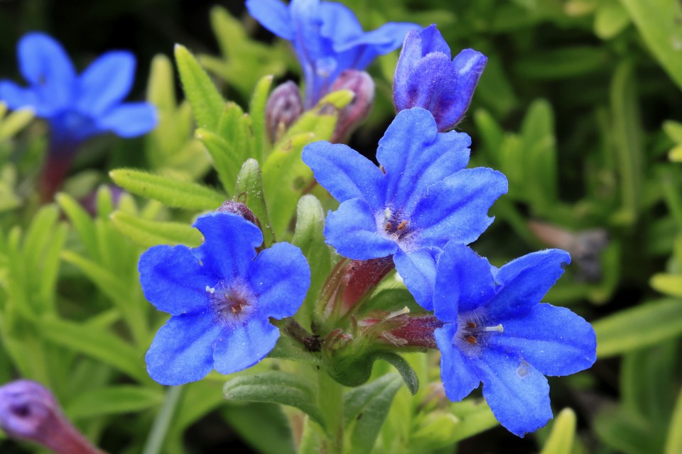 Close-up of vibrant blue flowers.