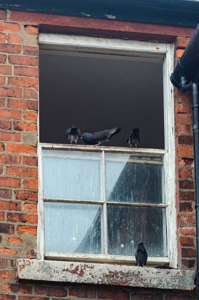 Three pigeons perched on a dilapidated windowsill of a brick building.
