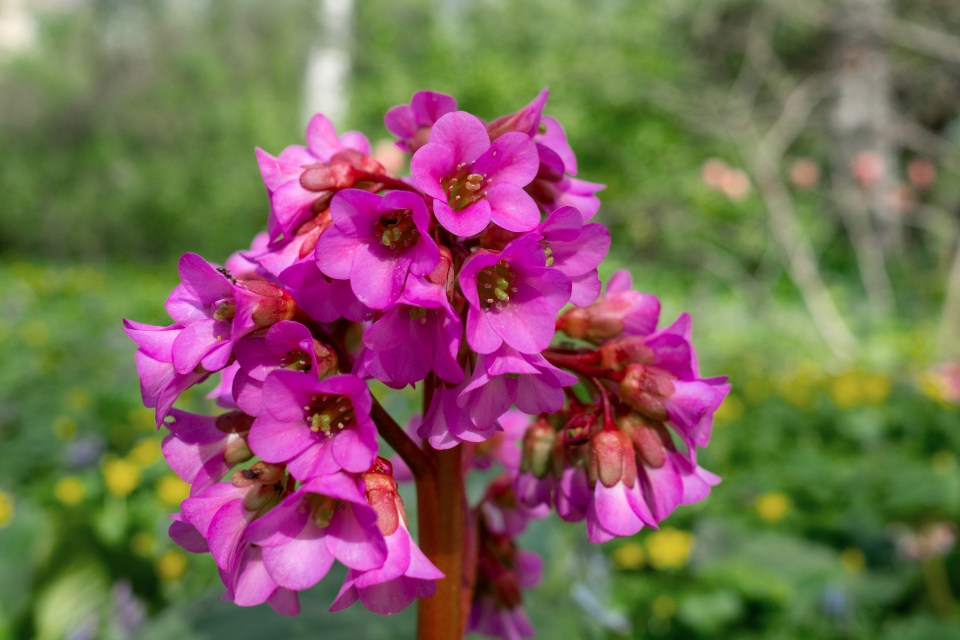 Close-up of Bergenia purpurascens blooms in a botanical garden.