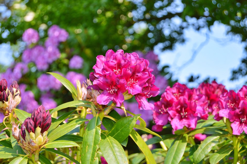 Rhododendron flowers in a city park.
