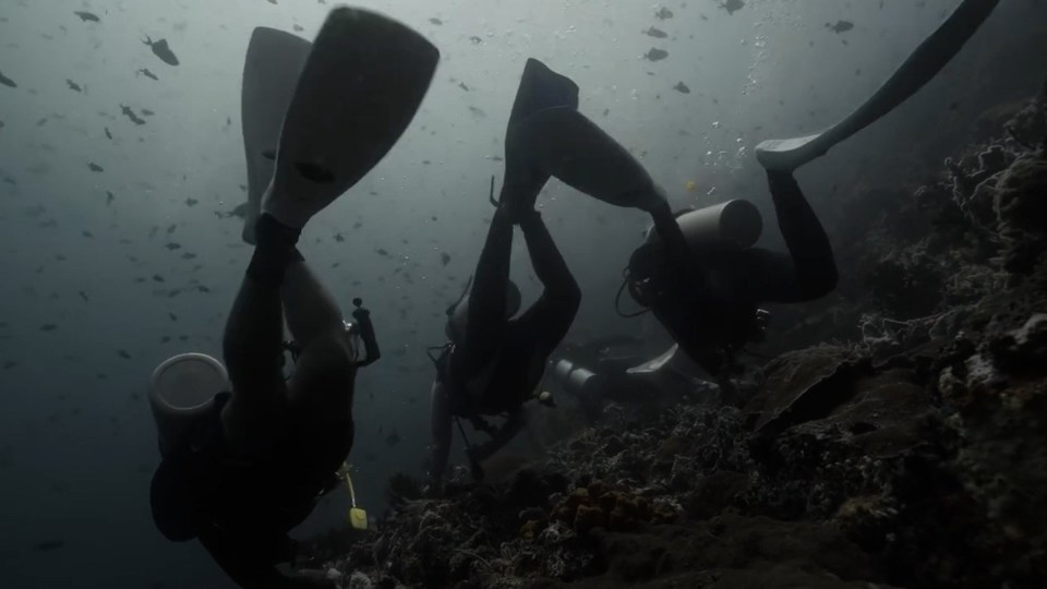 Underwater photo of three scuba divers near a coral reef.