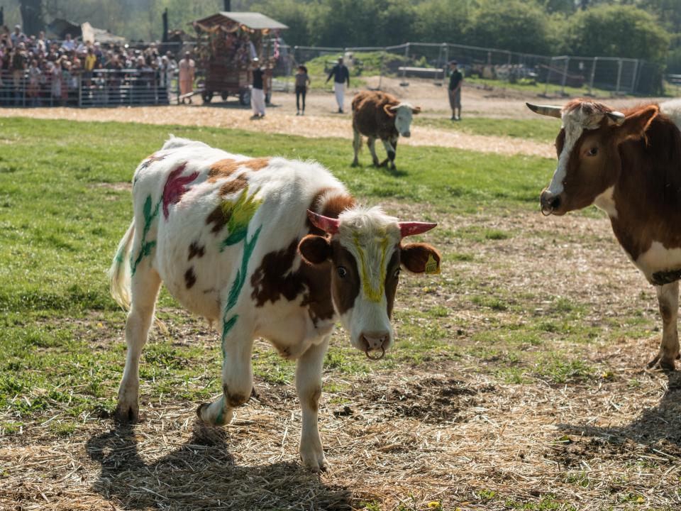 Painted cows at a festival with spectators in the background.