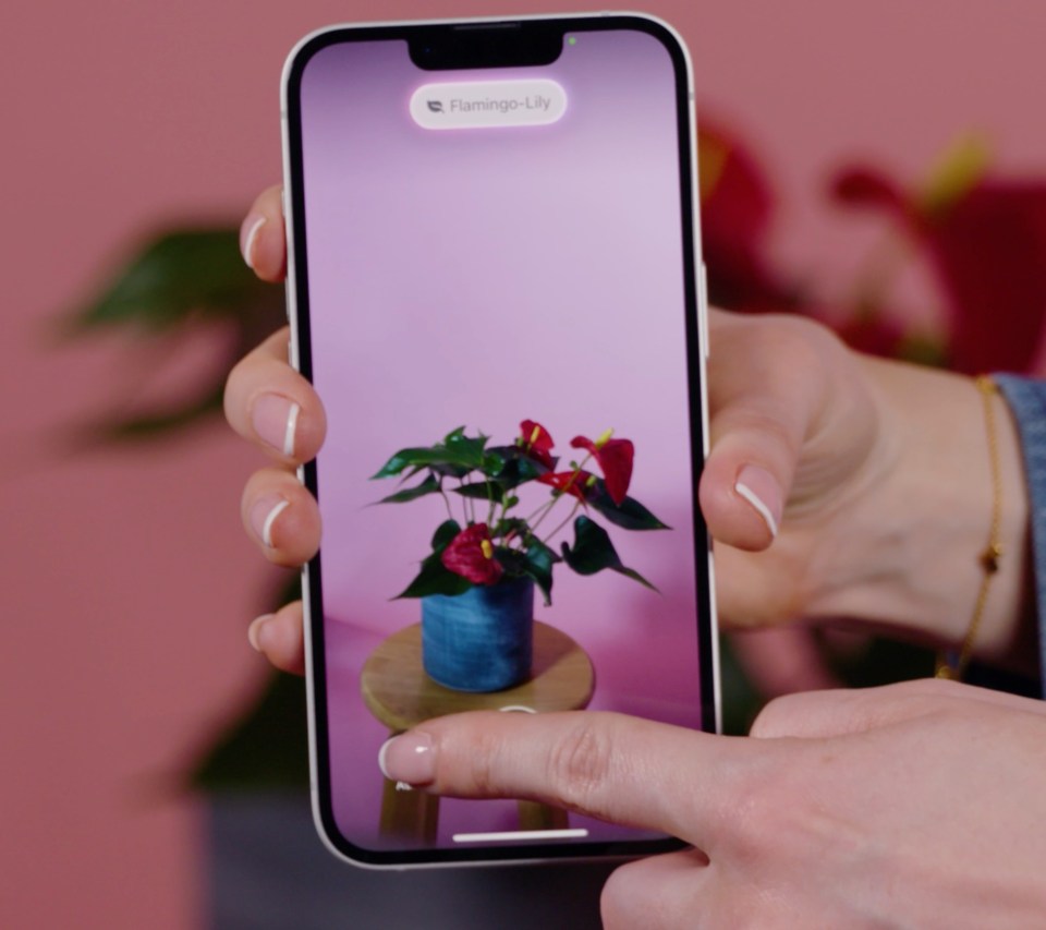 Person using a smartphone app to identify a flamingo lily.