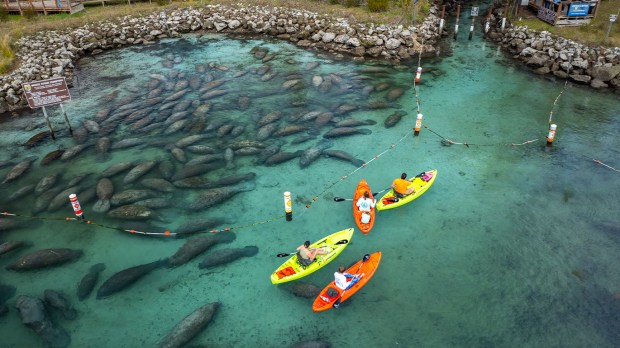 Kayakers paddling among manatees in a clear, shallow waterway.