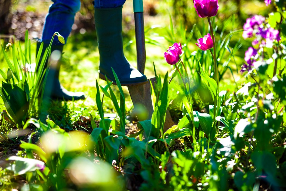 Person gardening in a sunny garden.