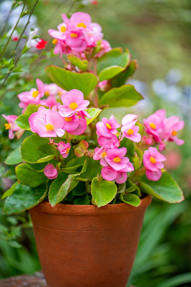 Pink begonias in a terracotta pot.