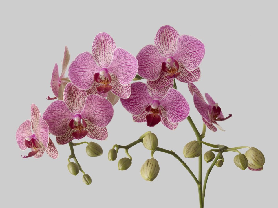 Pink orchid with buds against a gray background.
