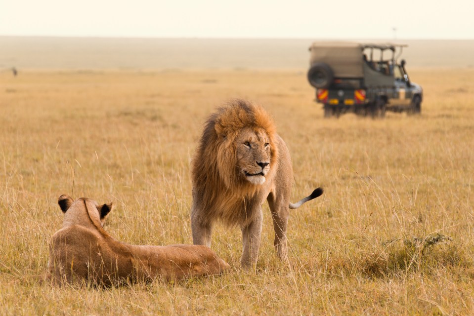 Lion couple in the Masai Mara with a safari jeep in the background.