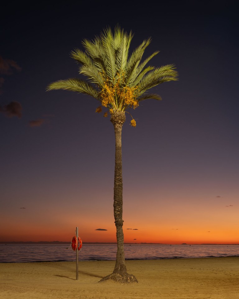 Palm tree on a beach at sunset.