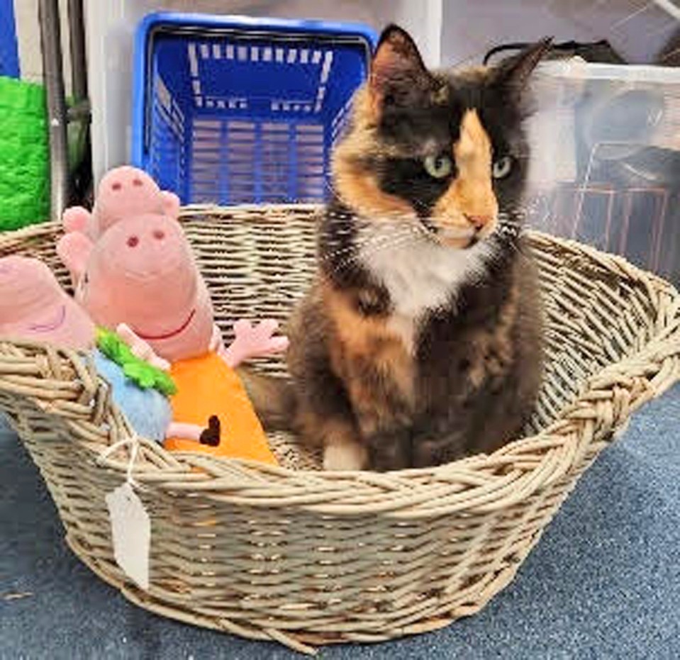 Calico cat in a wicker basket with Peppa Pig toys.