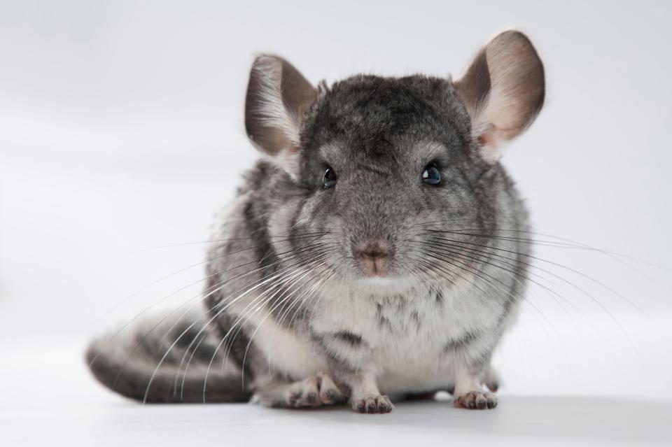 Gray chinchilla sitting on white background.