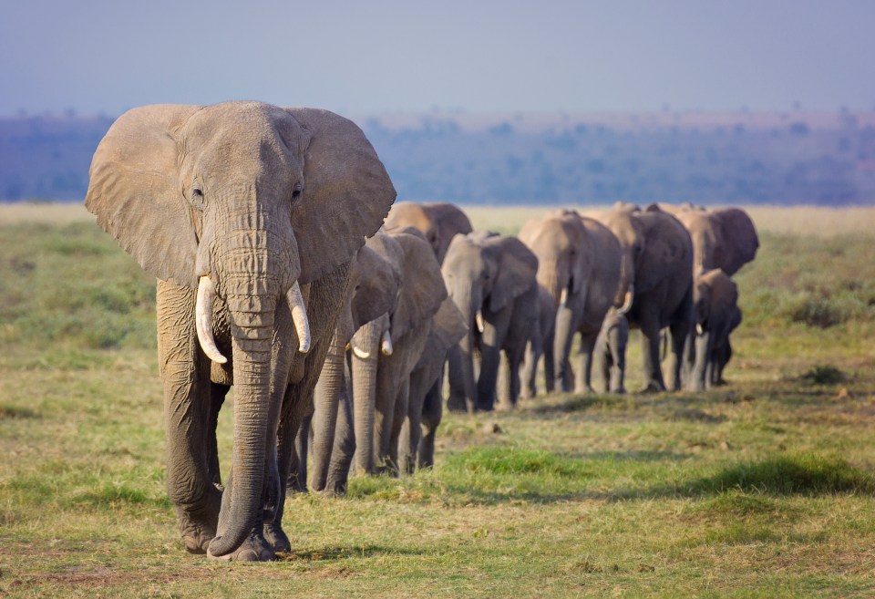 Herd of African elephants walking in a line.