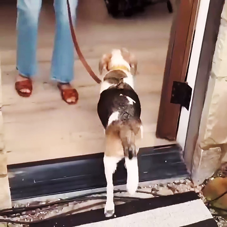 A beagle on a leash walking through a doorway.