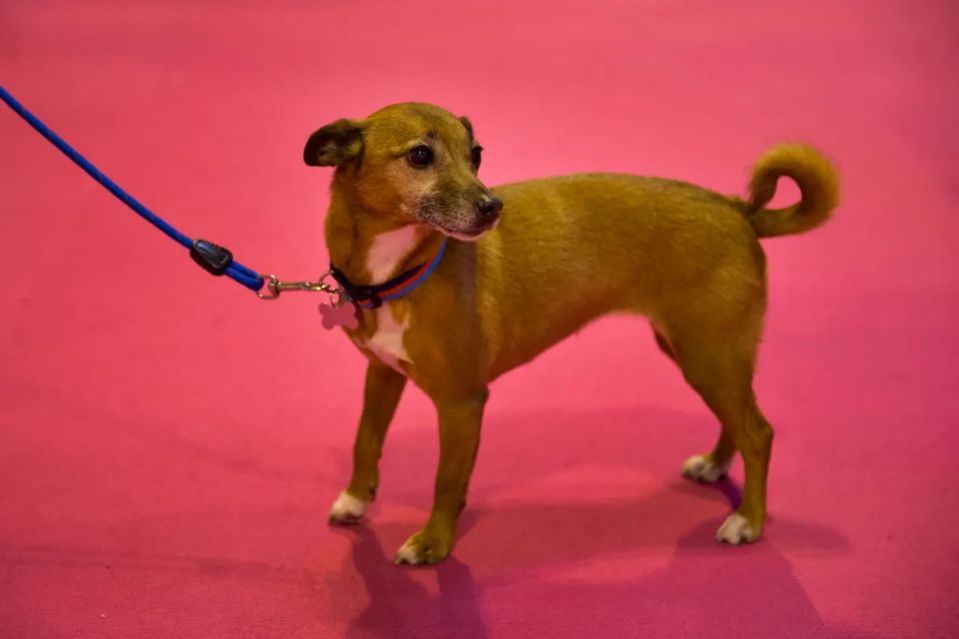 An image collage containing 1 images, Image 1 shows A Jack Russell Norfolk Terrier cross dog at a dog show