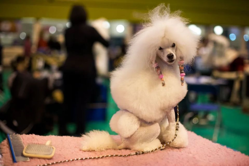An image collage containing 1 images, Image 1 shows White toy poodle at a dog show