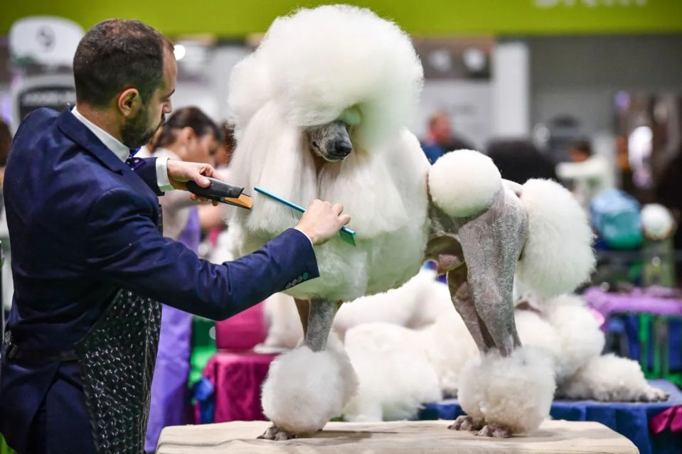 An image collage containing 1 images, Image 1 shows A white standard poodle being groomed at a dog show