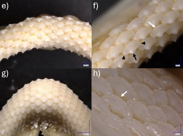 Microscopic images of rig shark dermal denticles.