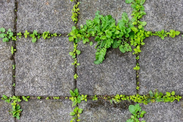 Weeds growing in the cracks of concrete paving stones.