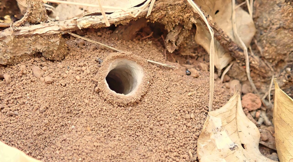 Spider burrow in the ground.