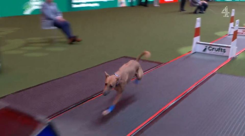 Three-legged dog competing in dog agility course.