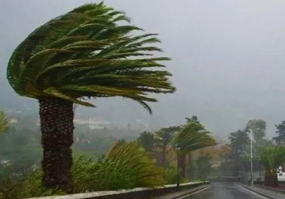 Palm trees bending in strong winds during a storm.