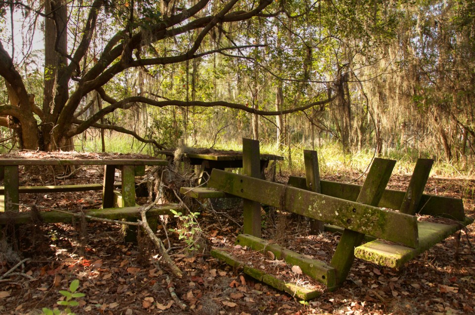 Overgrown, dilapidated picnic tables in a wooded area.