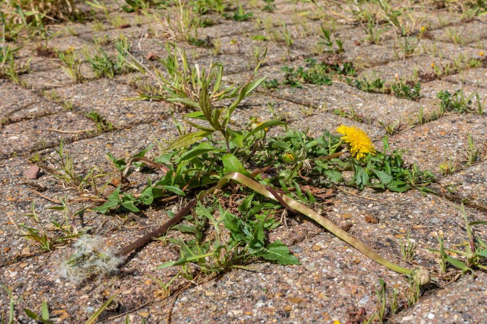 Weeds and a dandelion growing in cracks in a paved driveway.